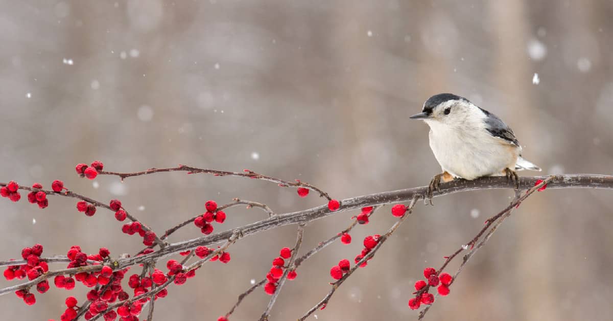December: Maybe Not So Dark? - InsuranceNewsNet - Vimarsana News